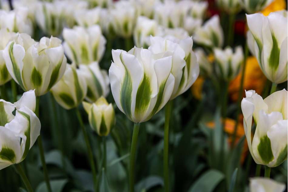 Tulpan 'Spring Green'